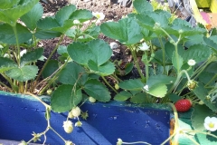 Blumenbeete