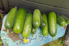 Gurkenernte