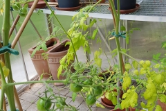 Tomatenzüchtung